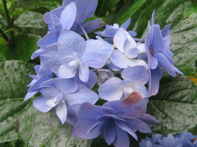 紫陽花 コンペイトウスマイル 9 Momokaの部屋 紫陽花 コンペイトウスマイル 9 Momokaの部屋