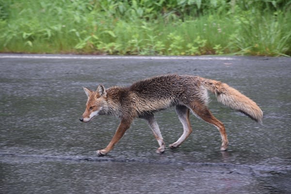 キツネ 鹿沢 万座パークボランティアだより