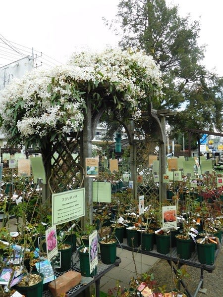 すべての美しい花の画像 最高の神奈川 園芸店 大型