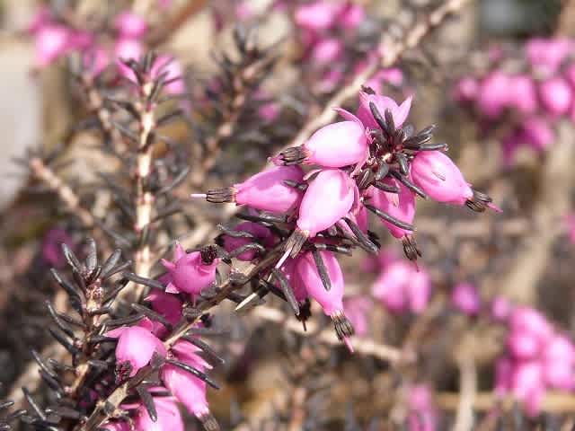 エリカとミモザ - せっかち散歩