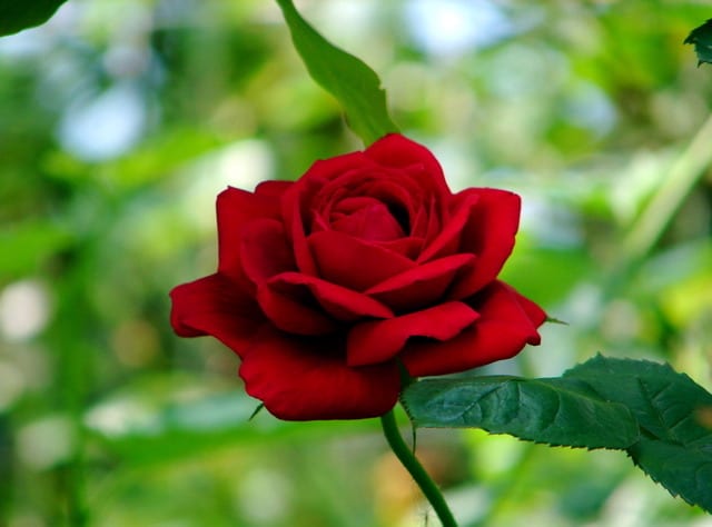 深紅の薔薇 かもめの遊写心