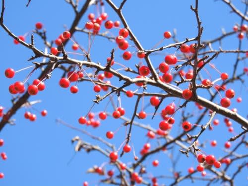 高ボッチ高原・鉢伏山の植物　ズミ（酢実）の梨状果（なしじょうか）