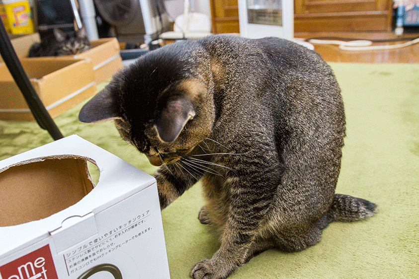 さらにオモチャを手作って見た 艸 ムププ ねこのひとりごと さらにオモチャを手作って見た 艸 ムププ ねこのひとりごと