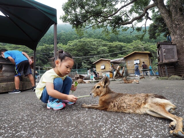 マーラちゃん