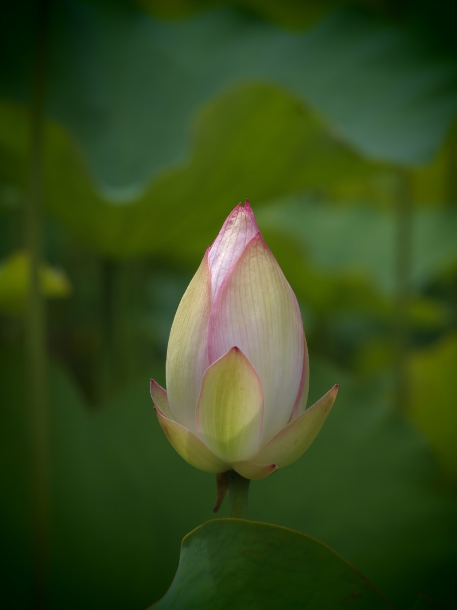 蓮の花は美しい！の画像