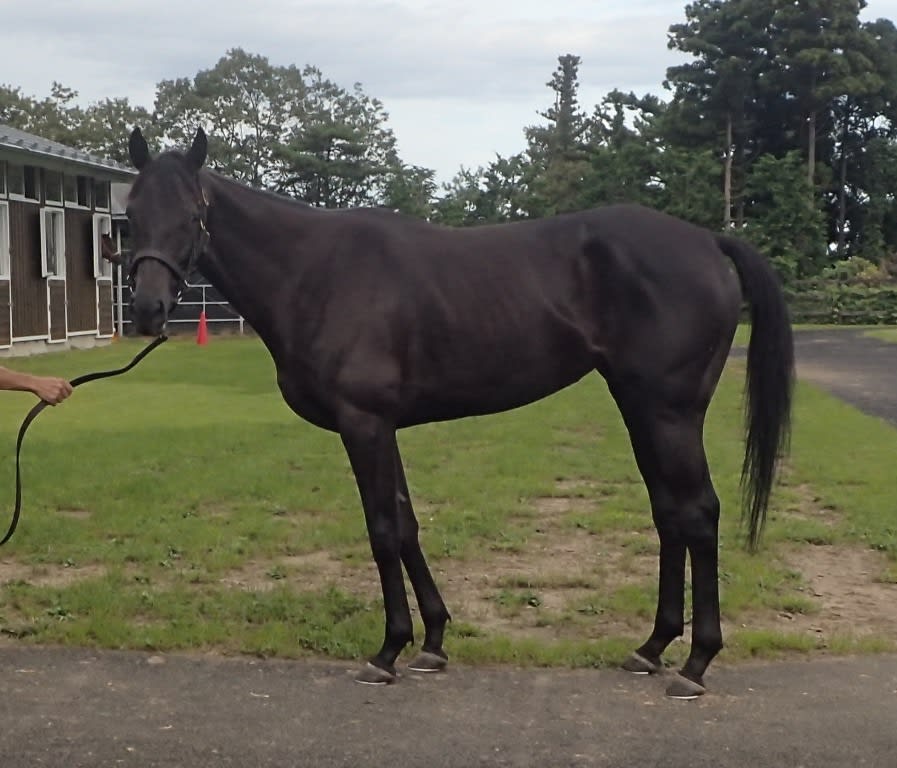 リンディーホップ 元気そう イスラボンの競馬食べ放題