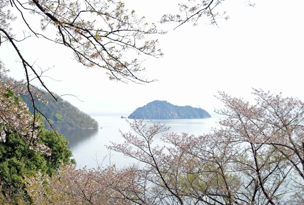 海津大崎 奥琵琶湖の桜 鉄道 風景の撮影紀行