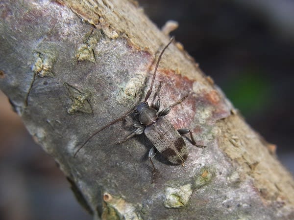 F3号 鶏とカミキリムシ www.cicc.ky
