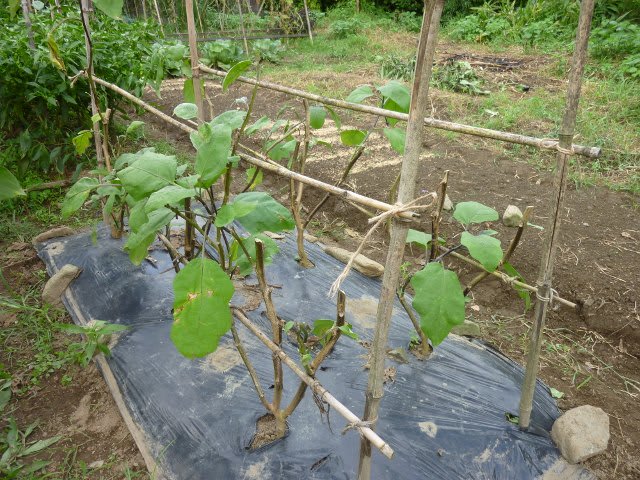 ナスの更新剪定 悠遊