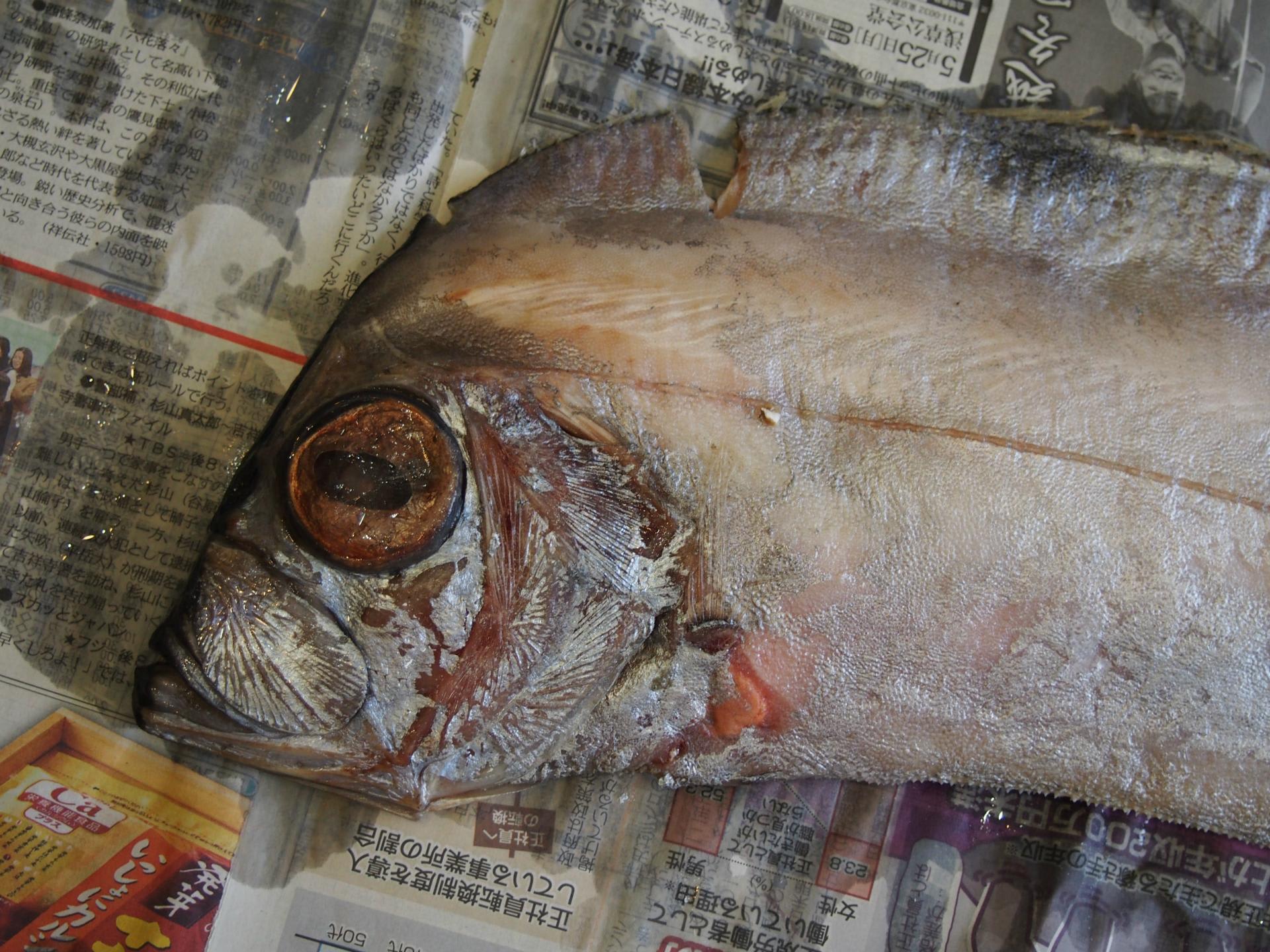 サケガシラ いぞらど Isolado 魚骨日誌