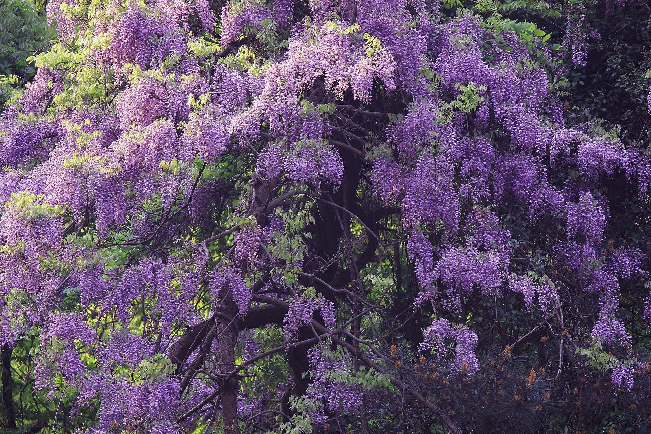 絶景 谷間に咲く藤の花 山と自然の雑学ノート