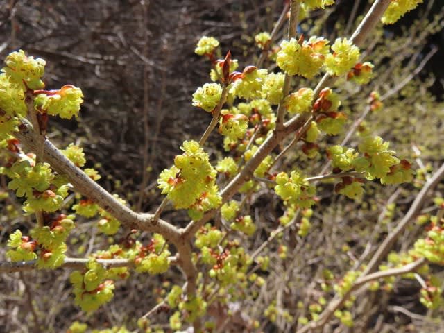 高ボッチ高原・鉢伏山で最近咲いている花　アブラチャン（油瀝青）