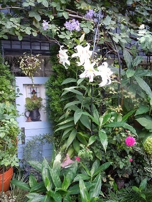 ユリ カサブランカ と実生っ子 小さな庭の小さな幸せ チャッピーのバラ庭より