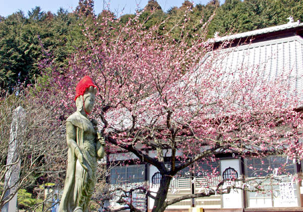 ③最勝寺本堂と梅