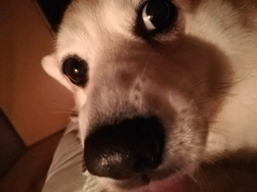 犬と猫 のブログ記事一覧 おでぶな あらため太めのコーギーと迷い子猫と都会に帰りたいおじさんの切実なつぶやき