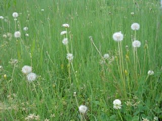 5月上旬の淀川河川敷の草花 老いの途中で