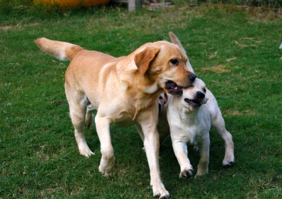 父犬デュークと子供 子犬 達 水曜日 ラブラドール トリプルスター昨日 今日 明日