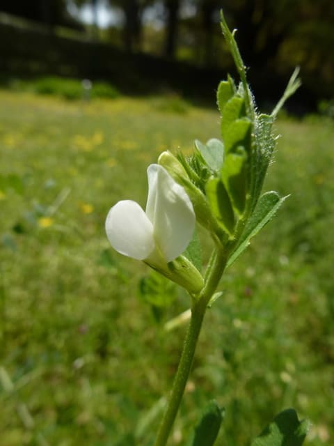 カラスノエンドウ（白花）