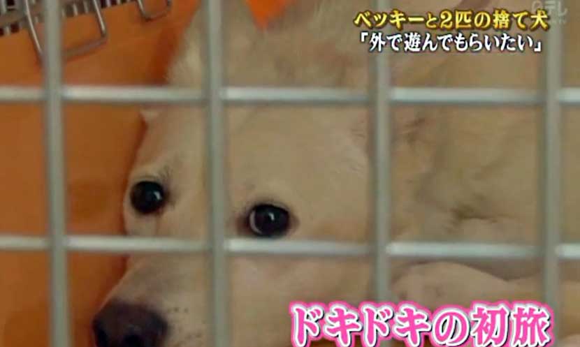 志村どうぶつ園 つぼみとわかば 犬の意志を尊重し過ぎでは オパールカズの おしゃれライフ ｉｎ 海外 旅とホワイトシェパードとラブ犬