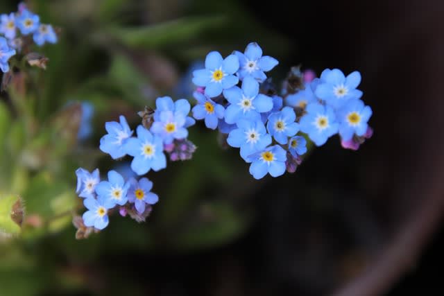 忘れな草とキュウリグサとハナイバナ いつか どこかで