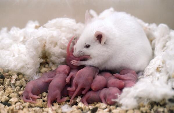 二十日ネズミの赤ちゃん のんきに介護