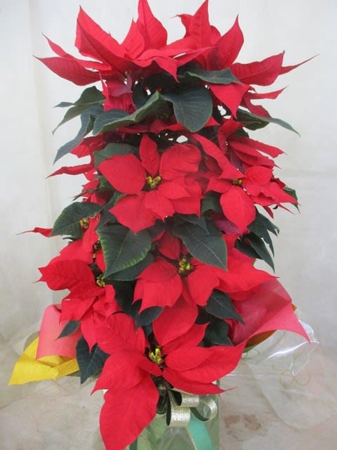 ポインセチア クリスマスツリー型 鉢を入荷致しました クリスマス プレゼント用 神奈川県 茅ケ崎市の花屋 さんこう生花店 のgooブログ