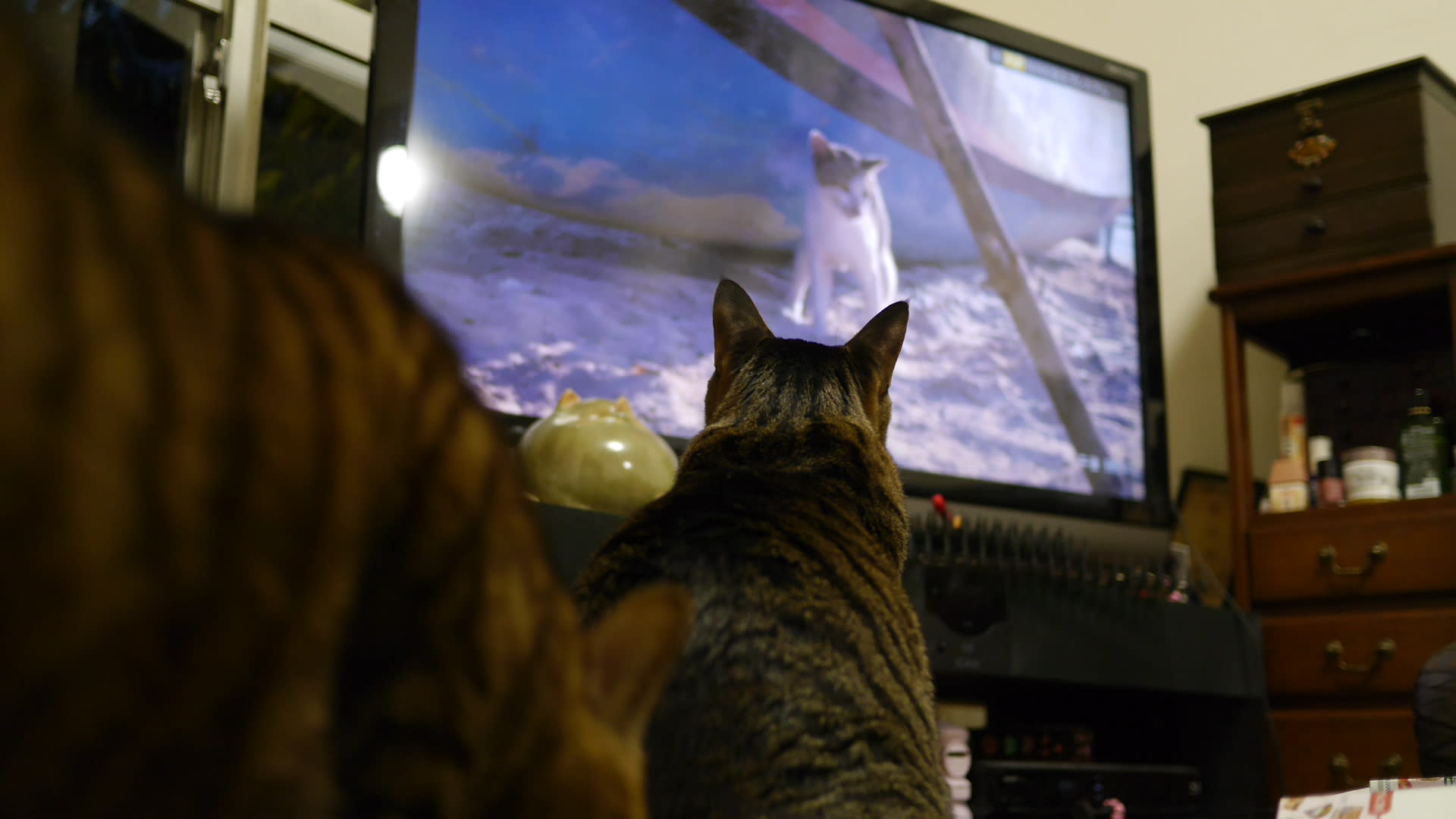 猫のテレビ番組を猫も見る 視聴率大幅アップ 日々前向き 謙虚に