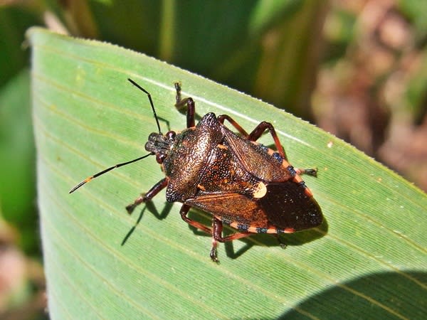 アカアシクチブトカメムシ 北の森での散策日記