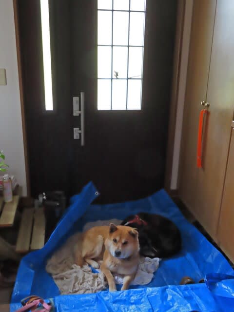 愛犬の雷避難は玄関 伊藤浩之の春夏秋冬