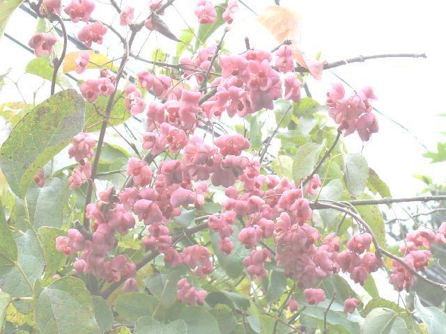 P2170804