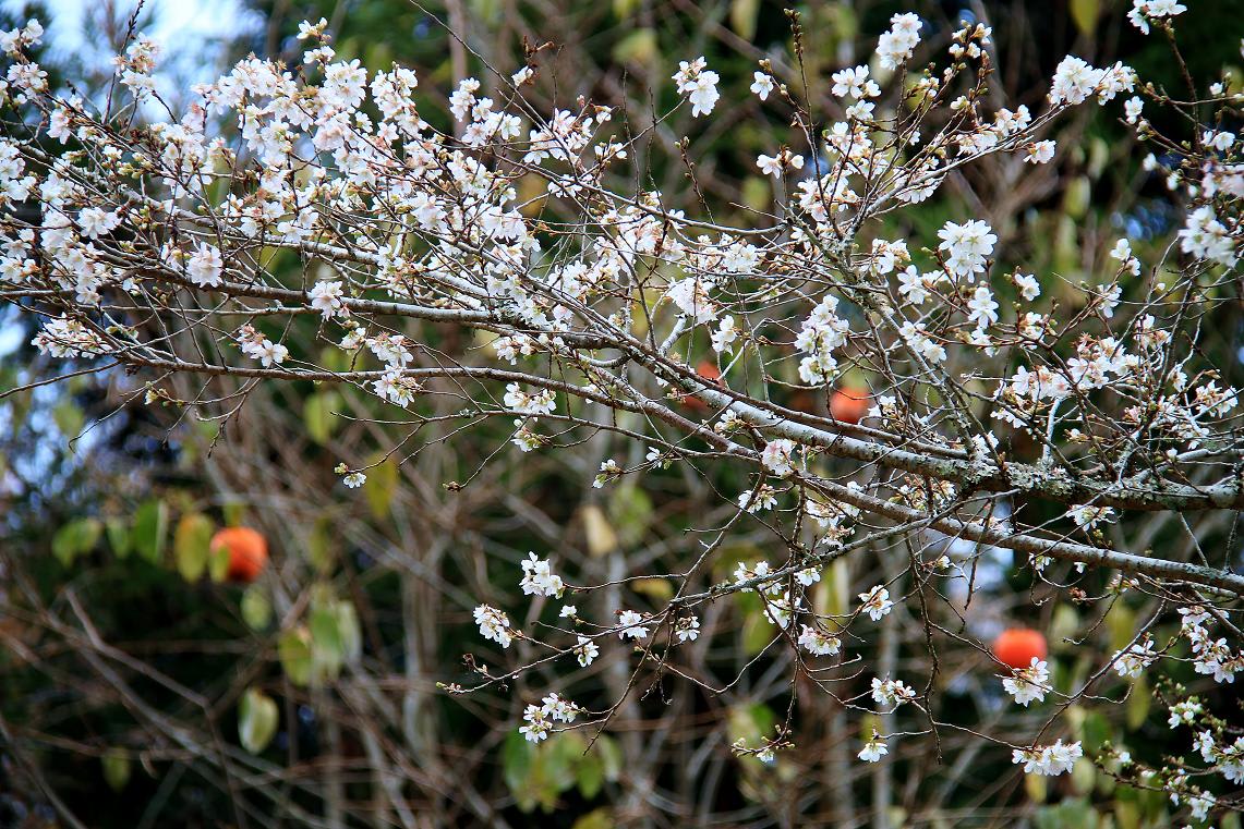 小原の四季桜の画像