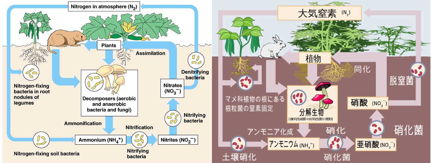 Nitrogen Cycle 臥龍鳳雛 学ぶ門に書来る