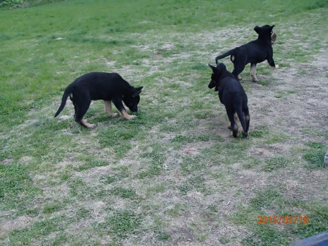 シェパードの子犬 （全頭飼主さま決まりました。） マキドッグ のブログ