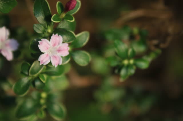 マメツゲの花