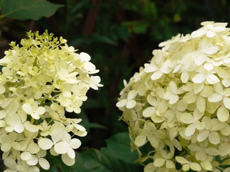 ノリウツギ ミナヅキ 旅するガーデナー ノリウツギ ミナヅキ 旅するガーデナー