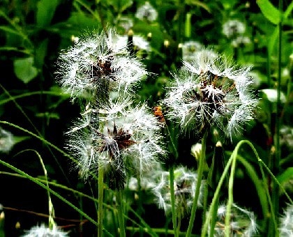 初夏の花後の綿毛 もふもふ トゲトゲの形 等 花と徒然なるままに