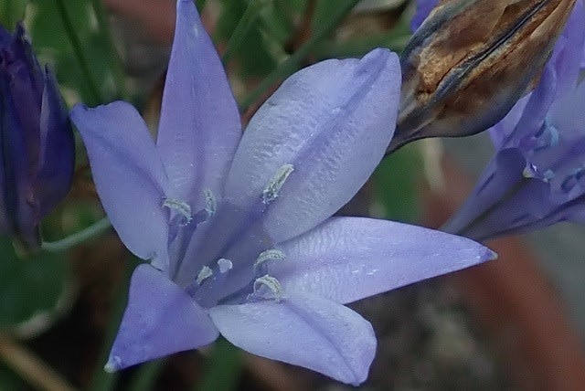 ブローディア ヒメアガパンサス 初夏に青い花を咲かせる頑健な球根植物 Nokoの花図鑑