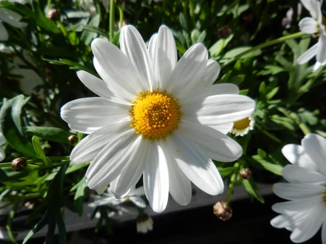 散歩花写真 マーガレット フォーシーズンズホワイト ウォーキングで花を観察し四季を感じる 季節の花地図を作ろう
