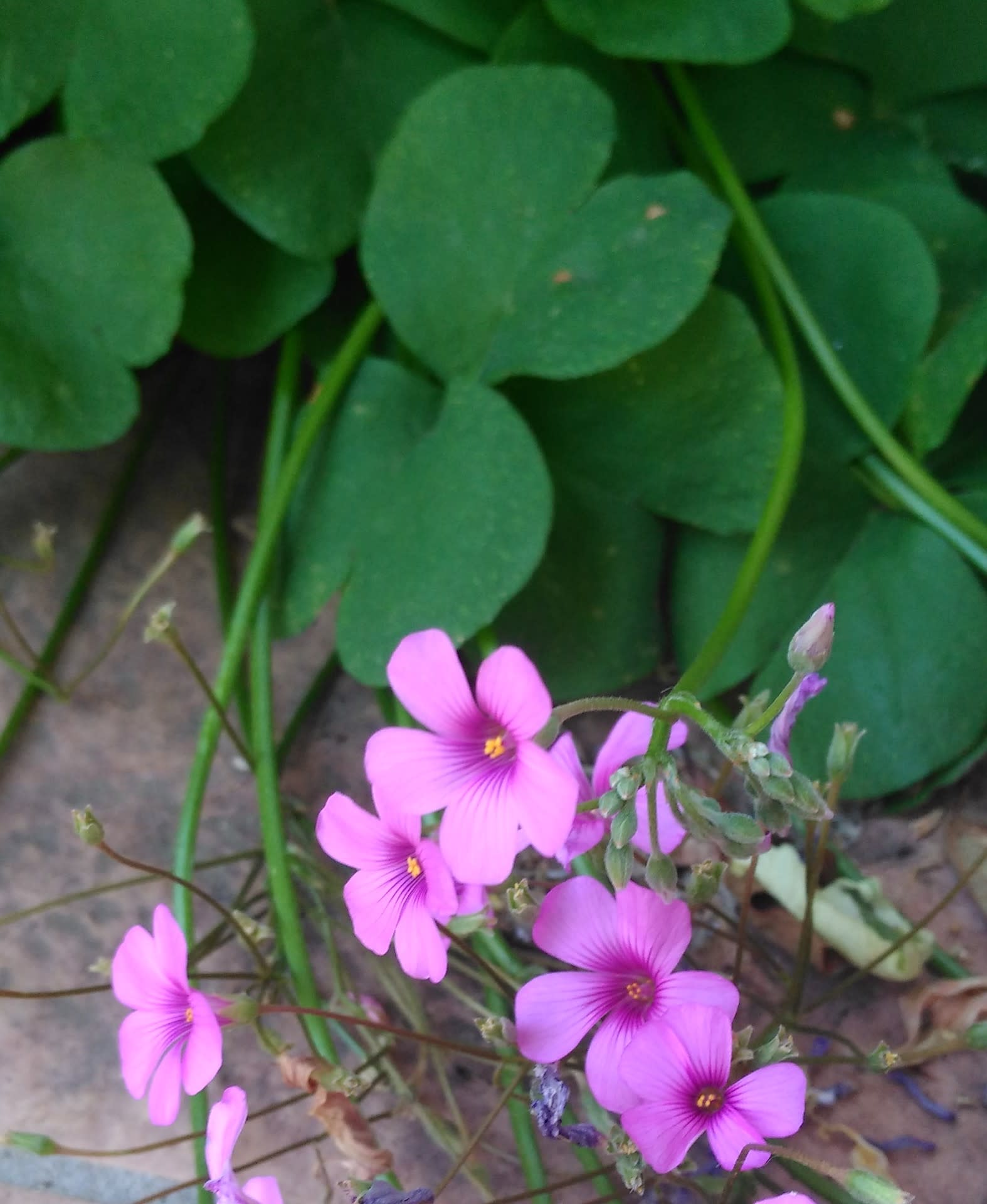 5月の雑草たち（ピンクの花） ワイルド・ガーデン