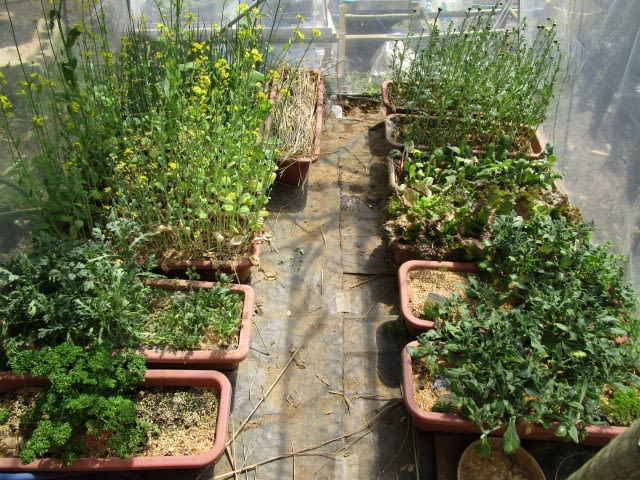 4月26日 ビニールハウス内整備と草木灰作り ビギナーの家庭菜園