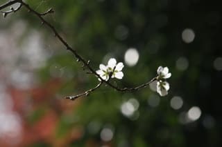 小原の四季桜 その２ 透過光を使う ねもばーばのはっぴーらいふ