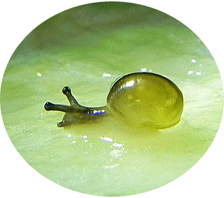 今日のかたつむり 飼育 かたつむりが好き 今日のかたつむり 飼育 かたつむりが好き