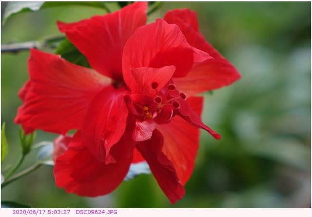 ハイビスカス 赤い花 八重咲 都内散歩 散歩と写真
