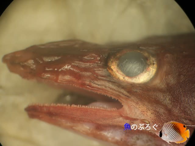 ミナミアナゴ 魚のぶろぐ