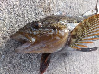 内海の高級魚 アイナメ 広島湾の釣り