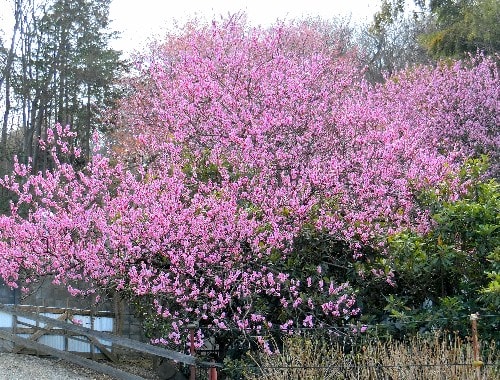 春の花木 白色 黄色 ピンク色への彩り 春は止まらない 花と徒然なるままに