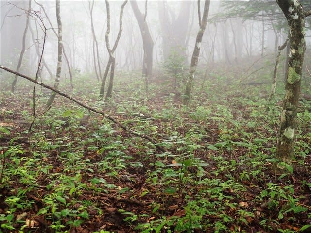 秋の三つ峠 鹿の食害 山の花は友達