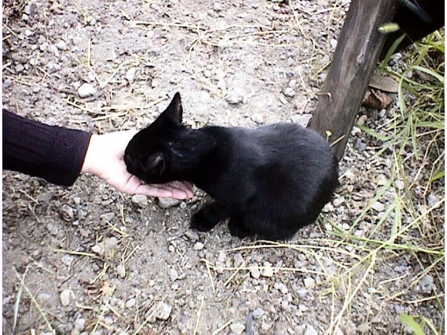 餌やりさん 猫は必ず捕獲 手術をして下さい Npo法人 湘南鎌倉猫ほっとさぽーと 活動ブログ