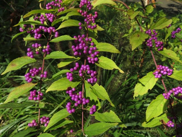 紫の実が宝石のようにきれいなムラサキシキブ 野の花 庭の花