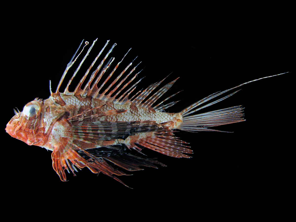 09年11月のブログ記事一覧 お魚三昧生活 09年11月のブログ記事一覧 お魚三昧生活